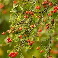 Hawthorn berries and leaves, the botanical in Erectrozil most associated with circulation