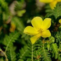 Tribulus terrestris in flower, a libido botanical used in Erectrozil