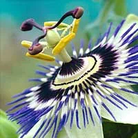 Passionflower, the natural source of the flavonoid chrysin used in Erectrozil