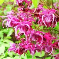 Epimedium flowers, the horny goat weed botanical that supplies icariin in Erectrozil