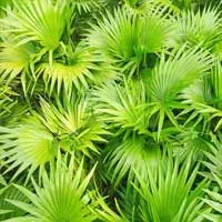 Saw palmetto fan palms, the men's-health botanical included in Erectrozil