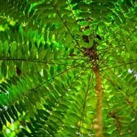 The tropical fern-like plant used for the gongk oil in the Erectrozil formula