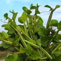 Winged treebine (Cissus quadrangularis) stems, the stamina botanical in Erectrozil